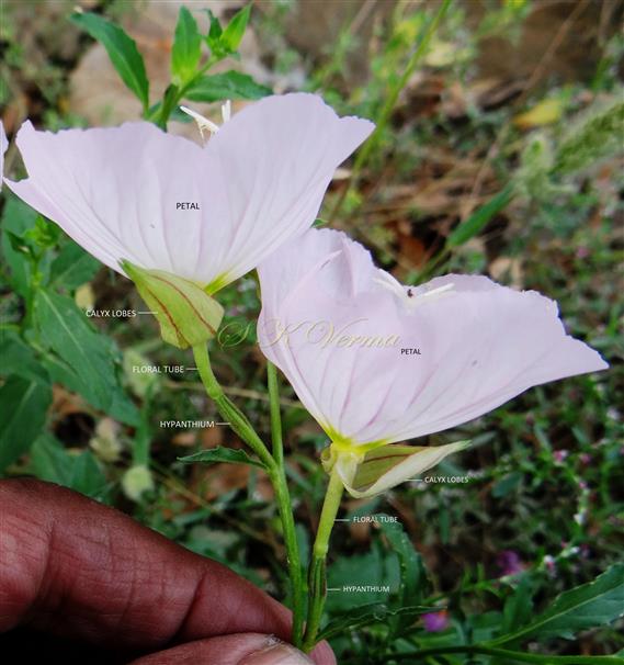  Flowers (Lateral view)